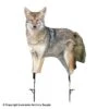 Montana Decoy Song Dog Coyote Decoy -Sitko Shop 3220030
