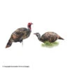 Montana Decoy Purrfect Pair XD Turkey Decoy -Sitko Shop 3220033